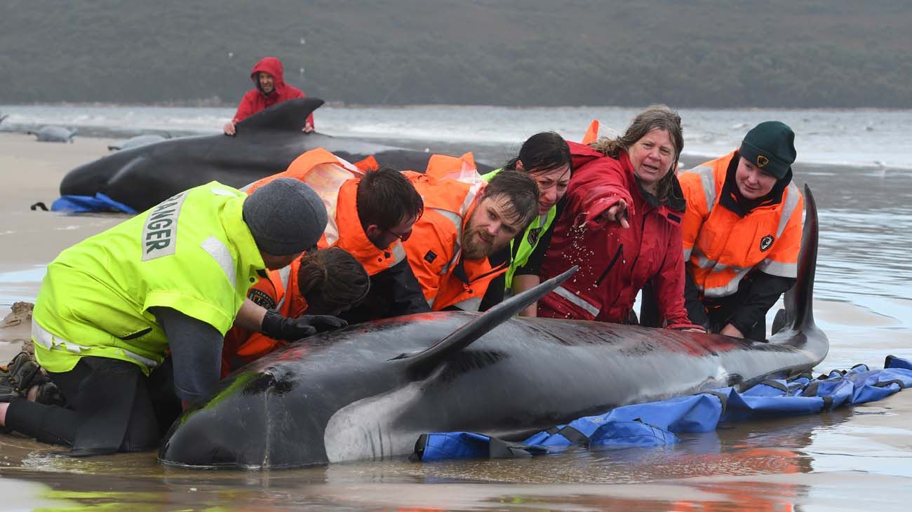 200 ballenas varadas en Asutralia.