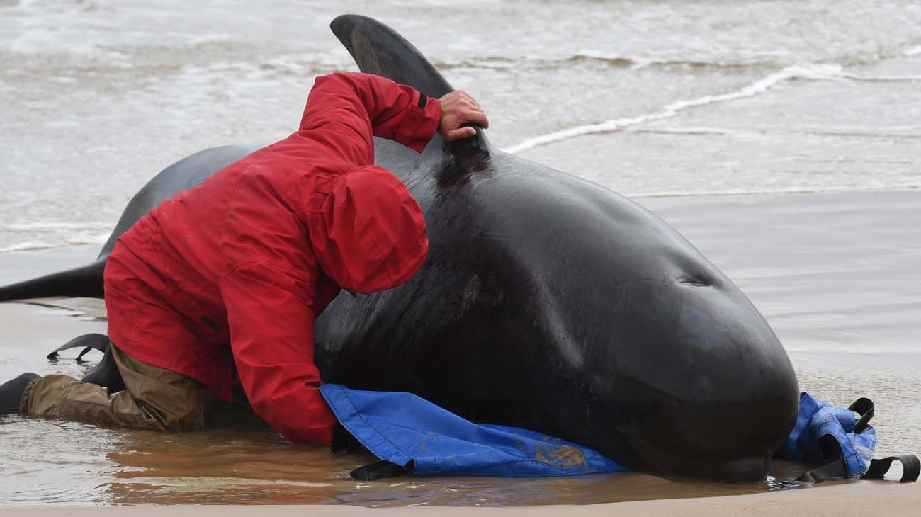 200 ballenas varadas en Asutralia.