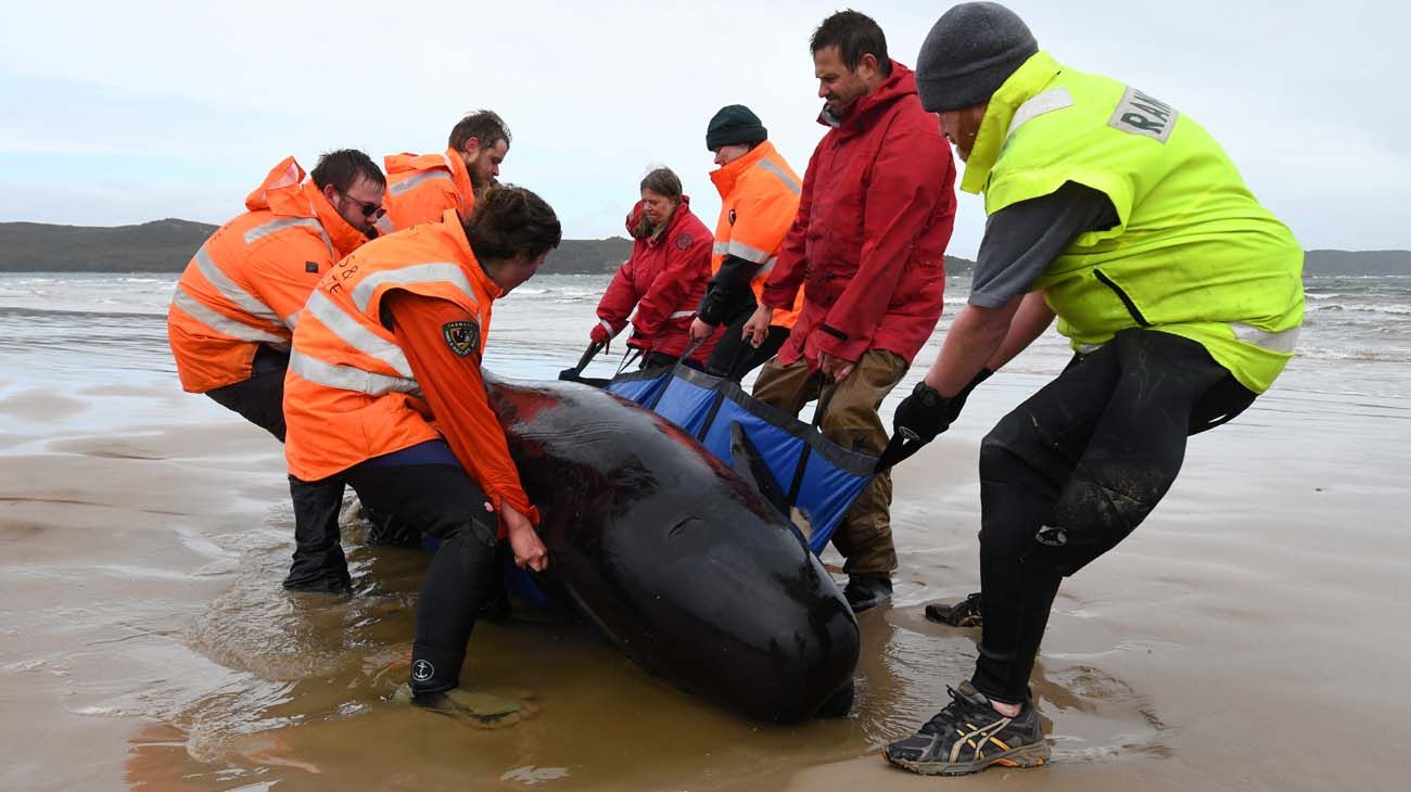 200 ballenas varadas en Asutralia.