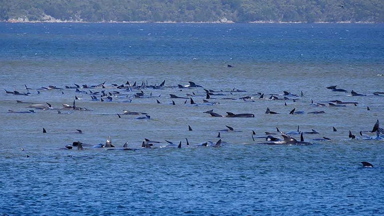 200 ballenas varadas en Asutralia.