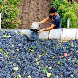 Los trabajadores cosechan uvas en un viñedo en el pueblo georgiano de Arkhiloskalo, a unos 150 kilómetros a las afueras de Tbilisi. | Foto:Vano Shlamov / AFP
