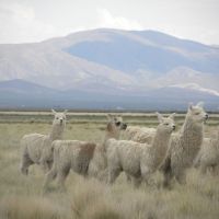 Manos Andinas
