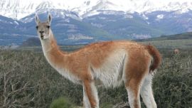 2309_guanaco