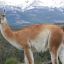 2309_guanaco