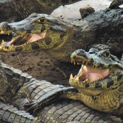 Los yacarés pelean por un lugar húmedo, en cada charco que sobrevive en la época seca.