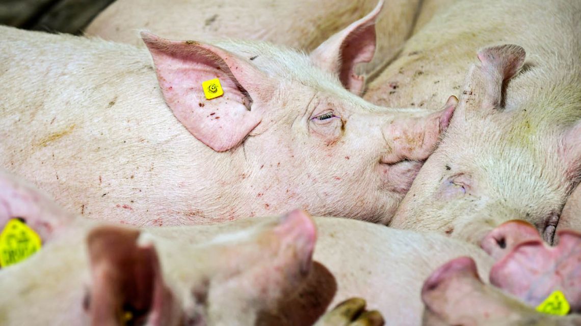 Pigs are seen at a pig farm in Marcos Paz municipality, Buenos Aires.