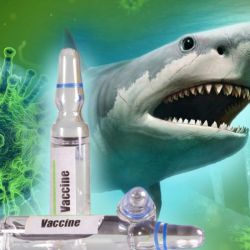 Vacunar con dos dosis a la población mundial, significaría la muerte de medio millón de tiburones.n matar 500.