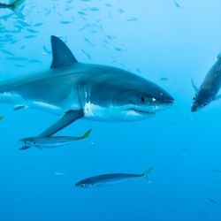 El tiburón devorador y el tiburón peregrino se han clasificado como vulnerables y esto podría significar su extinción.