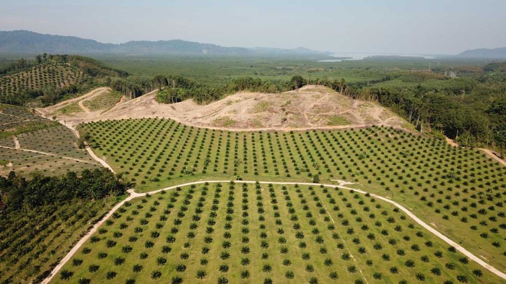 cultivo de palma para aceite 20200928