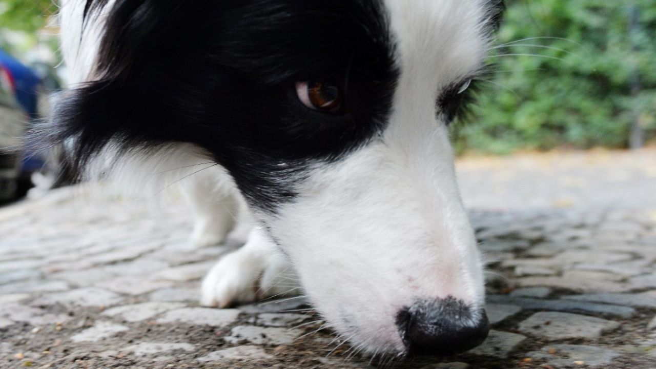 Weekend Como Salvar A Tu Perro Si Sospechas Que Se Enveneno