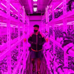 Esta fotografía muestra a un agricultor urbano mirando verduras cultivadas dentro de un contenedor de envío iluminado con luces LED en Singapur. | Foto: Roslan Rahman / AFP