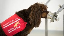 Por el momento, el alentador proyecto se está llevando a cabo con 8 perros.