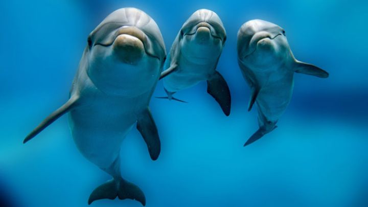 Delfines