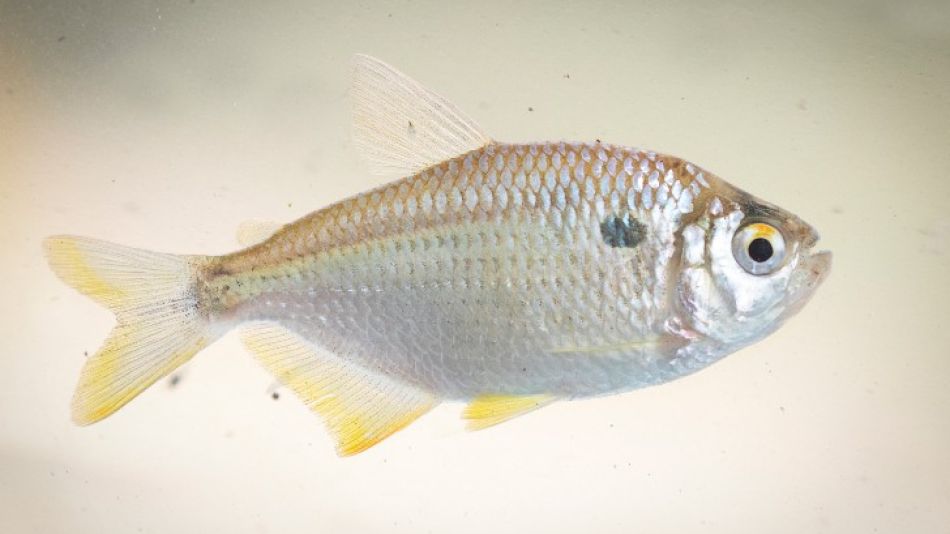 Peces