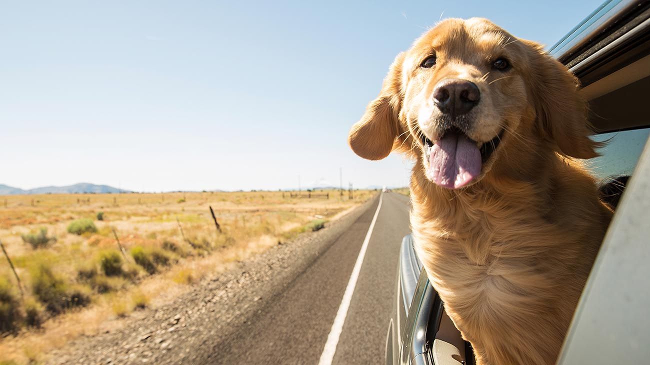 un golden Retriever,  gato Scottish Fold  y perro y un gato jugando