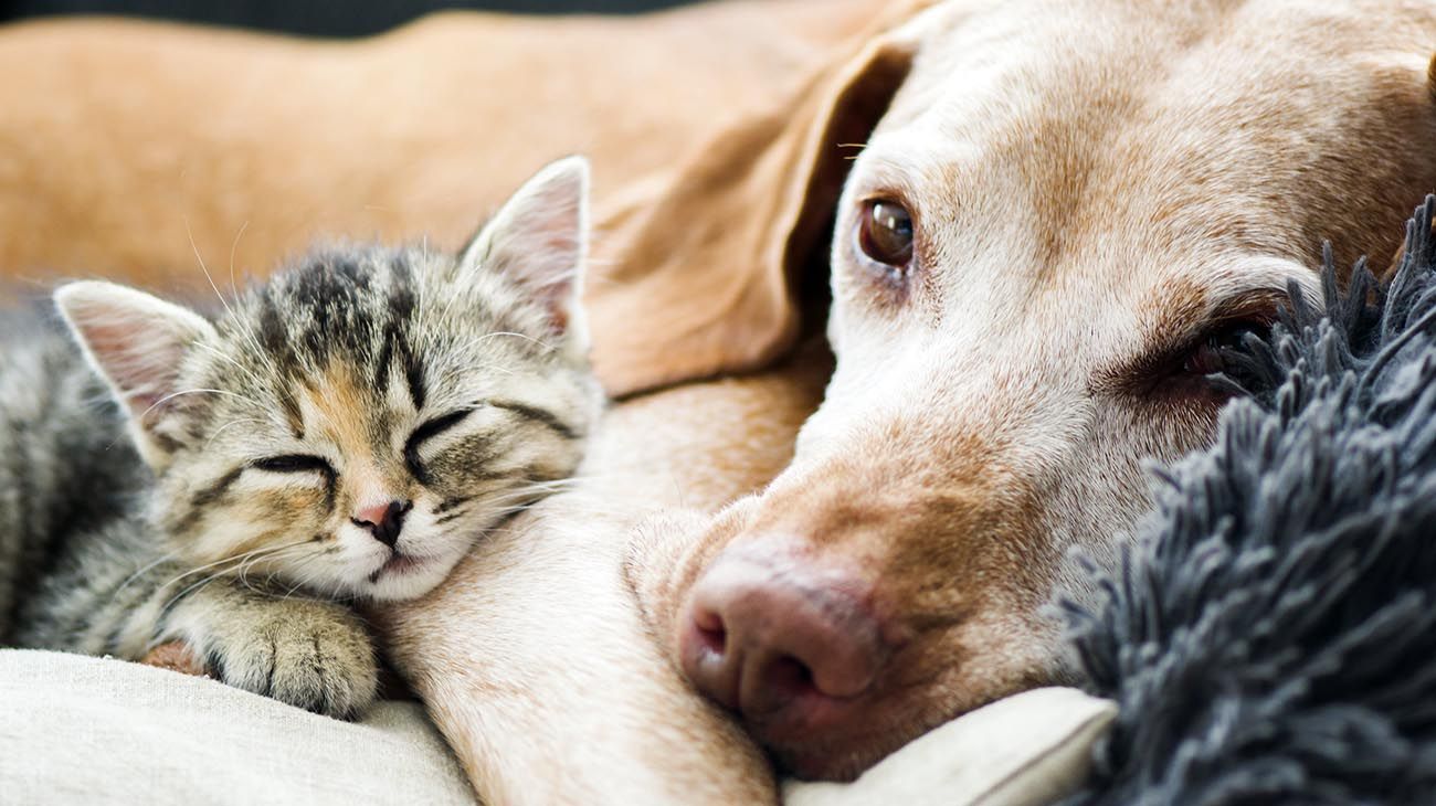 un golden Retriever,  gato Scottish Fold  y perro y un gato jugando