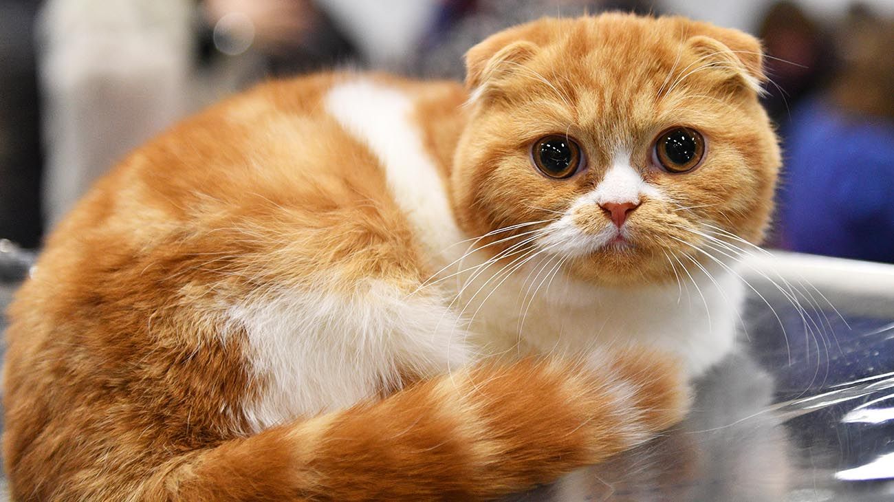 un golden Retriever,  gato Scottish Fold  y perro y un gato jugando
