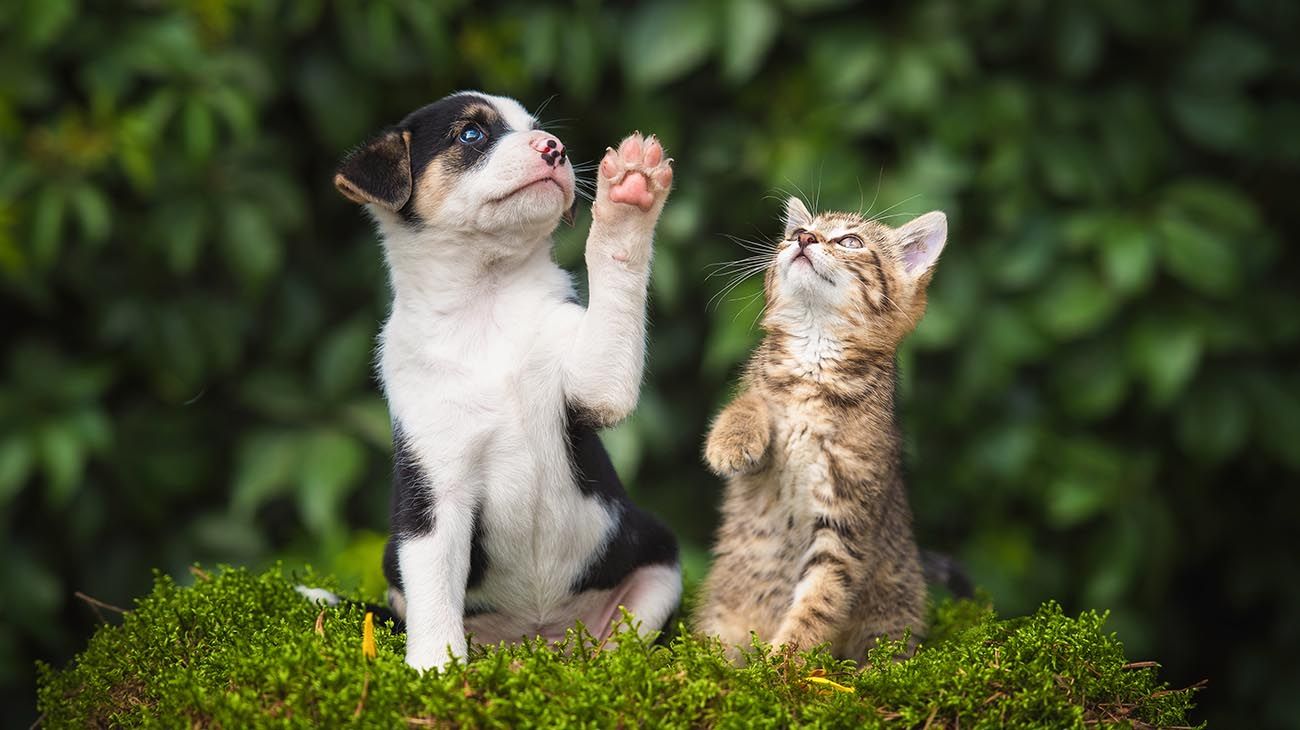 un golden Retriever,  gato Scottish Fold  y perro y un gato jugando