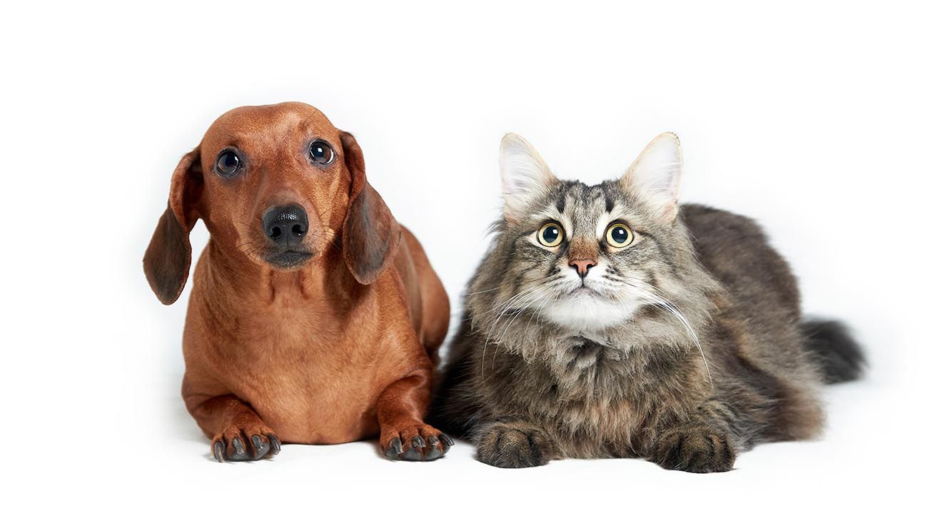 un golden Retriever,  gato Scottish Fold  y perro y un gato jugando