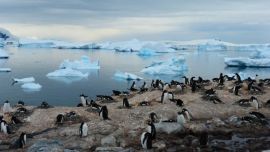 Hallan en la Antártida cementerio de pingüinos de más de 5.000 años de antigüedad.