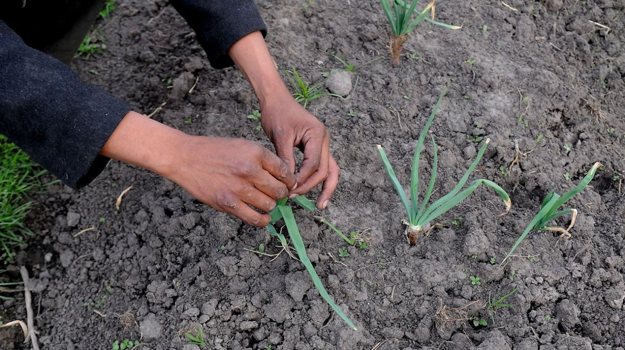 Continúa en Guernica el acuerdo de retiro voluntario.