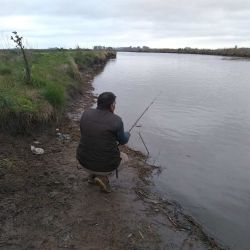 Carpas, bogas y bagres en Chadilauquen, La Pampa