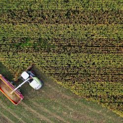 Esta vista aérea muestra una cosechadora de forraje recolectando maíz forrajero en un campo cerca de Arzal, en el oeste de Francia. | Foto:Damien Meyer / AFP