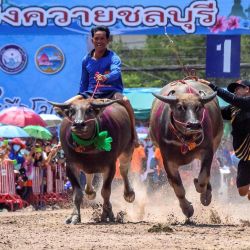Los jinetes montan búfalos durante la carrera anual Chonburi Buffalo Race en Chonburi. | Foto:Mladen Antonov / AFP