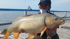 Tremendas carpas llegaron al muelle de la Asociación Argentina de Pesca