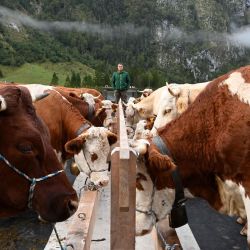 Un agricultor se para junto a las vacas mientras son transportadas a su regreso de los pastos de montaña en barco durante el llamado 'Almabtrieb' (arreo de ganado) cerca de la aldea de Schoenau en el lago Koenigssee en los Alpes alemanes, en el sur de Alemania. | Foto:Christof Stache / AFP