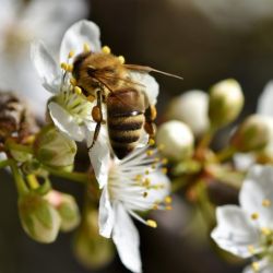 Las abejas tienen que emigrar hacia lugares con climas más frios y las flores de primavera florecen antes de lo normal.