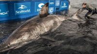 Video: capturan un enorme tiburón blanco de más de 5 metros de largo