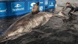 Se estima que el tiburón es una hembra de más de 50 años.