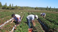 Agricultura familiar. 