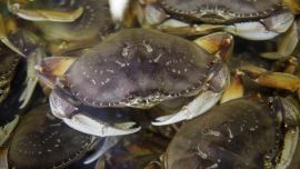 1008_cangrejospacifico