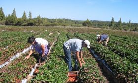 Agricultura familiar.