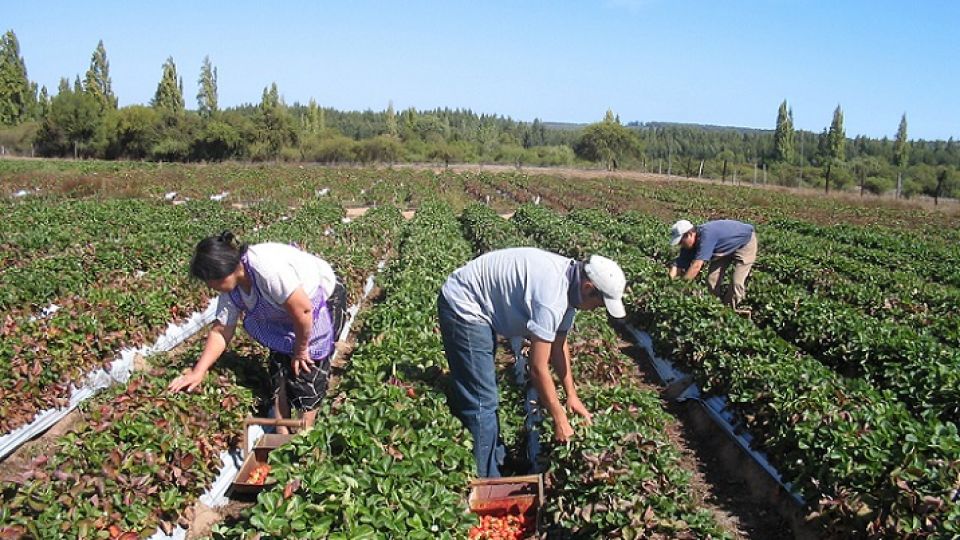 Agricultura familiar.