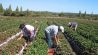 Agricultura familiar.