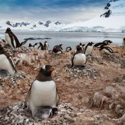La expedición de Pristin Seas viajó hace casi un año a la Antártida uniendo representantes de Argentina y Chile para relevar sus condiciones. Hoy se verá en un documental de National Geographic.
