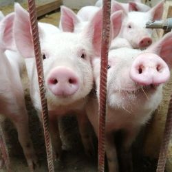 Acuerdo fabricas cerdos | Foto:Cedoc