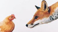20201011_gallina_zorro_cedoc_g