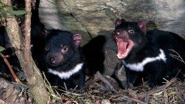 Pasaron tres milenios desde que un ejemplar del Demonio de Tasmania fue visto en Australia continental.