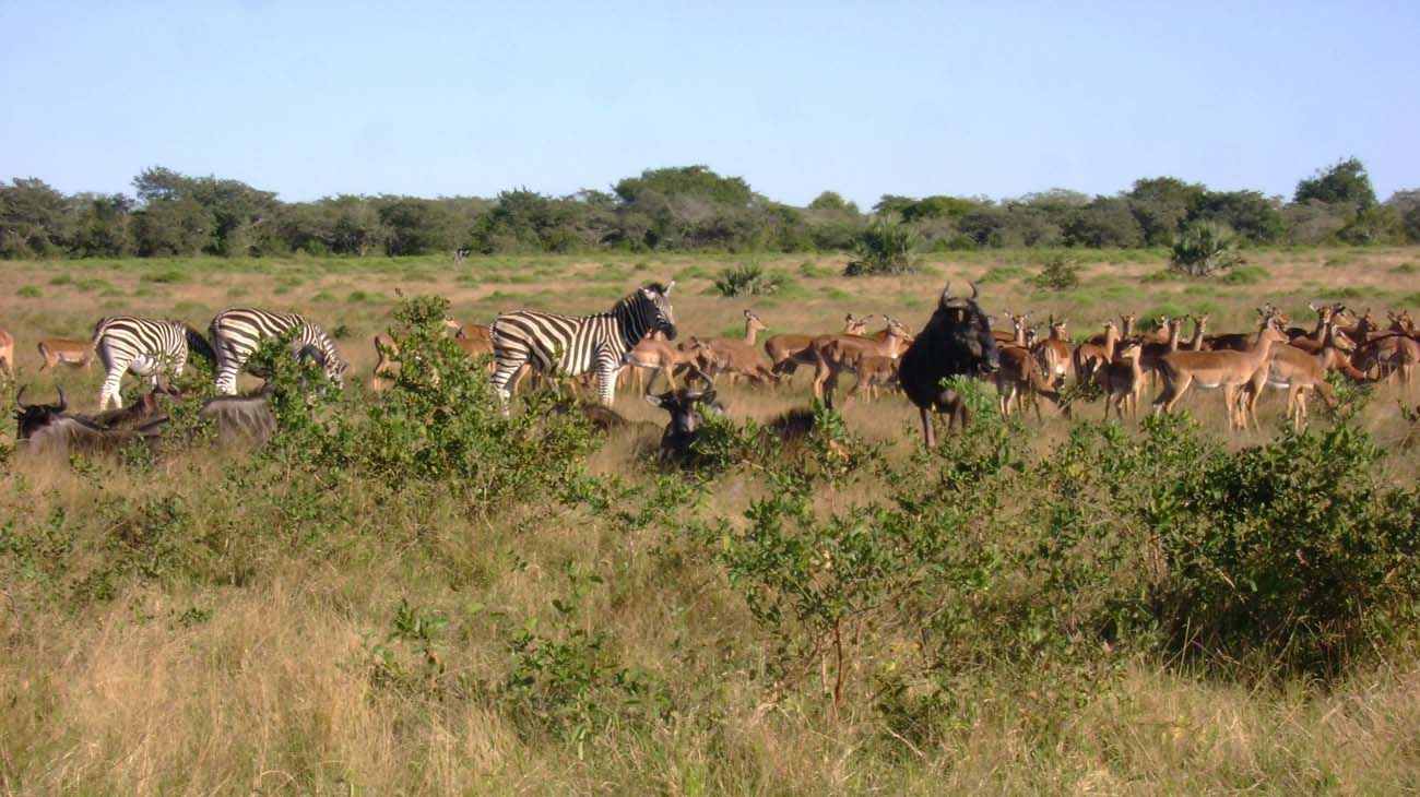 Cazadores en África.