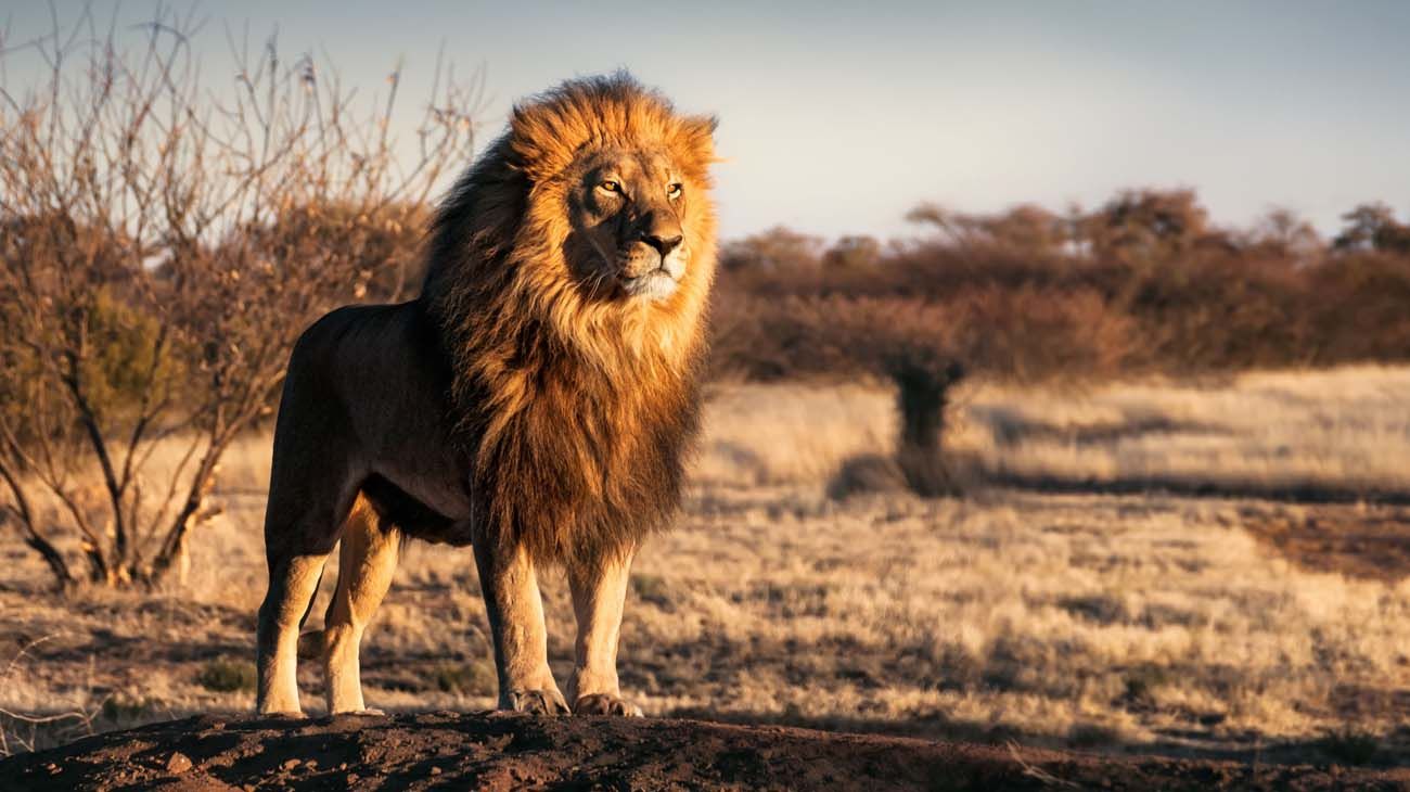 Cazadores en África.
