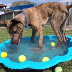 Una de las técnicas consiste en jugar con el perro dos o tres veces por día en sesiones de 10 a 20 minutos a perseguir su juguete favorito.