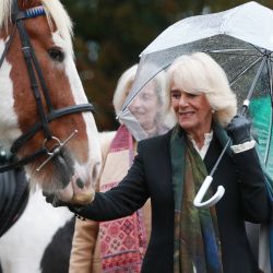 Camilla de Gran Bretaña, duquesa de Cornwall, como presidenta del club, se encuentra con uno de los caballos durante su visita al Ebony Horse Club en Brixton, al sur de Londres, donde se enteró de cómo el club apoyaba a la comunidad local durante el Crisis del nuevo coronavirus COVID-19. | Foto:Ian Vogler / POOL / AFP