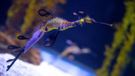 Los primeros ejemplares de dragones de mar nacidos en cautiverio en Europa vieron la luz en España.