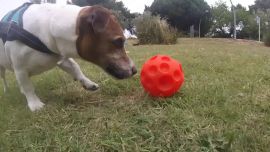 Si bien se empezó a estudiar en las especies en cautiverio en los zoológicos, el enriquecimiento ambiental también debe utilizarse en los perros que viven en cautividad..