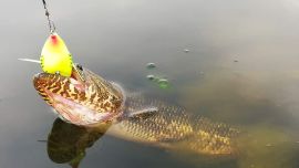 A sólo 45 km de la Capital se pueden pescar hermosas tarariras los sábados, domingos y feriados, de 8 a 19, en un ámbito con muchas comodidades.
