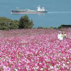 Una pareja se toma una selfie en el parque de la isla Nokonoshima en la isla Nokonoshima, en la bahía de Hakata, prefectura de Fukuoka, mientras el cosmos de floración temprana estaba en plena floración en la pendiente de 10,000 pies cuadrados del parque cubierta de rosa y púrpura. | Foto:JIJI PRESS / AFP